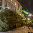 20171113_fmt_christbaum_mirabelle_mw-9.jpg