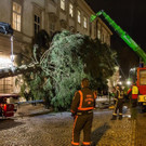 20171113_fmt_christbaum_mirabelle_mw-10.jpg