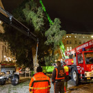 20171113_fmt_christbaum_mirabelle_mw-11.jpg