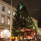 20171113_fmt_christbaum_mirabelle_mw-12.jpg