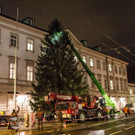 20171113_fmt_christbaum_mirabelle_mw-13.jpg