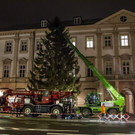 20171113_fmt_christbaum_mirabelle_mw-14.jpg