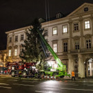 20171113_fmt_christbaum_mirabelle_mw-15.jpg