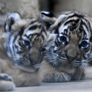 Tiger-Babys im Prager Zoo
