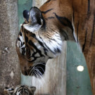 Czech_Republic_Tiger_Cubs_24588.jpg
