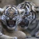 Czech_Republic_Tiger_Cubs_26148.jpg