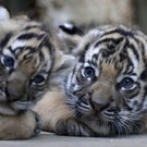 Czech_Republic_Tiger_Cubs_34586.jpg