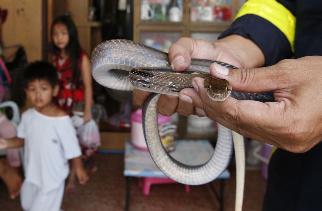 Thailand_Snake_Scourge_51462.jpg