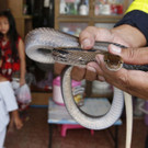 Thailand_Snake_Scourge_51462.jpg