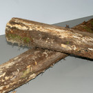 Linde vom Bregenzer Pf__nder.JPG