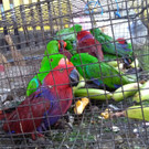 Vögel in Rohre gepfercht