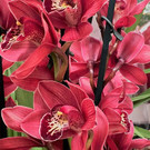 Orchideen-rot___.jpg