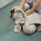Schwan_1.jpg