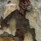 Platanen - Nikolaus Walter 3.jpg