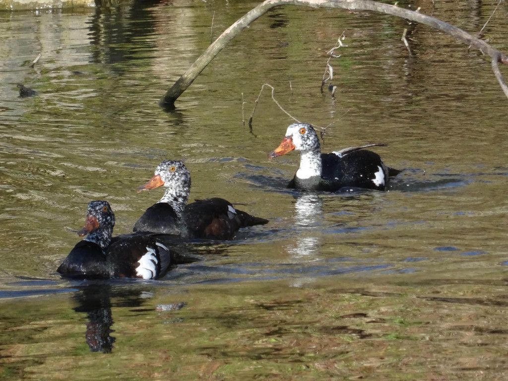 ZooSBG_Malaienenten1.jpg