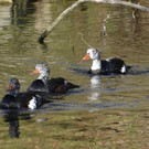 Malaienenten im Zoo Salzburg