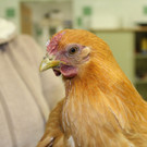 Henne "Hilda" landete als blinder Lkw-Passagier beim WTV