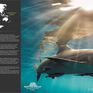 REEFCALENDAR 2018_Jaenner_Tanya Houppermanns_preview.jpeg