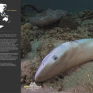 REEFCALENDAR 2018_Juni_ Jason Isley_preview.jpeg