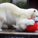 Neuzugang bei den Eisbären im Tiergarten Schönbrunn: Nora ist eingezogen