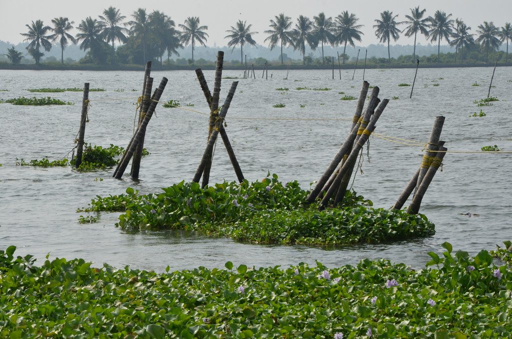 kerala 1.JPG