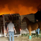 Kalifornien: Pferde fliehen vor Buschfeuer