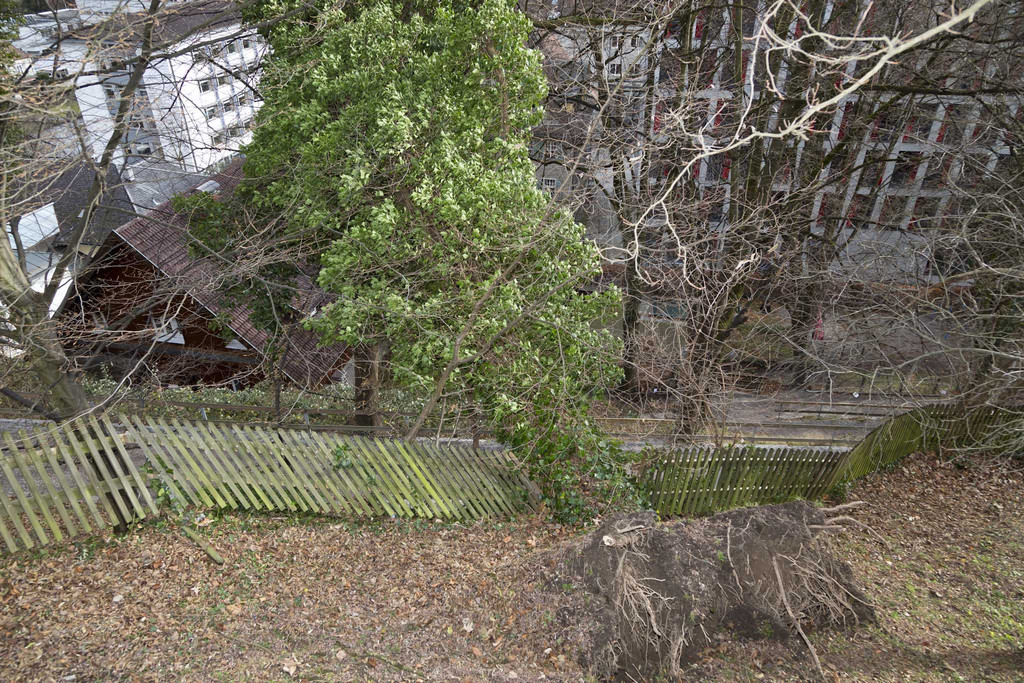UW Feldk_Inst_St_Josef-Baum38.jpg