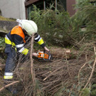 UW Feldk_Inst_St_Josef-Baum42.jpg