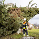 UW Feldk_Inst_St_Josef-Baum28.jpg