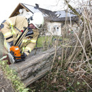UW Rankw_Madlenerweg-Baum40.jpg