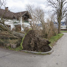 UW Rankw_Madlenerweg-Baum29.jpg