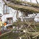 UW Rankw_Madlenerweg-Baum45.jpg