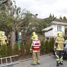 UW Rankw_Madlenerweg-Baum24.jpg