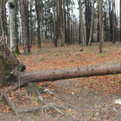 _wildpark_bild2.jpg