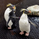 Neuzugang bei den Felsenpinguinen im Tiergarten Schönbrunn: Rocky und Howie