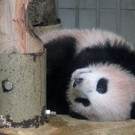 Japan_Panda_37241.jpg