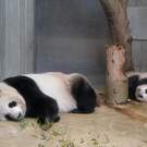 Japan_Panda_12325.jpg