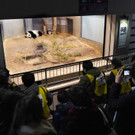 Japan_Giant_panda_12041.jpg