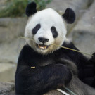 Japan_Panda_79929.jpg