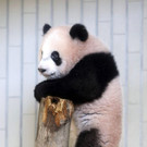 Japan_Panda_93951.jpg