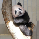 Japan_Panda_44075.jpg