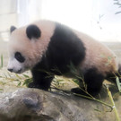 Japan_Panda_24727.jpg