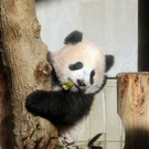 Japan_Panda_05611.jpg