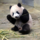 APTOPIX_Japan_Panda_87602.jpg