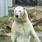 Eisbärin Nora im Tiergarten Schönbrunn