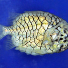 Tannenzapfenfisch-SylviaMayrhofer.jpg