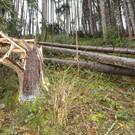 UW_FrastanzAmerl__gnerweg14.jpg