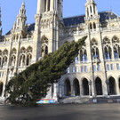 christbaum wiener rathausplatz gefaellt.jpg