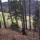 Sturmschäden in Fraxner Wälder