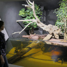 Anakondas bezogen Großraumterrarium im Haus des Meeres in Wien